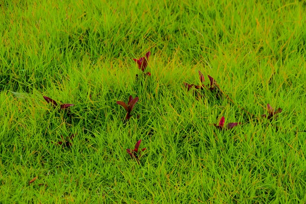 Krotón nebo Codiaeum background.with sluneční světlo v noci. — Stock fotografie