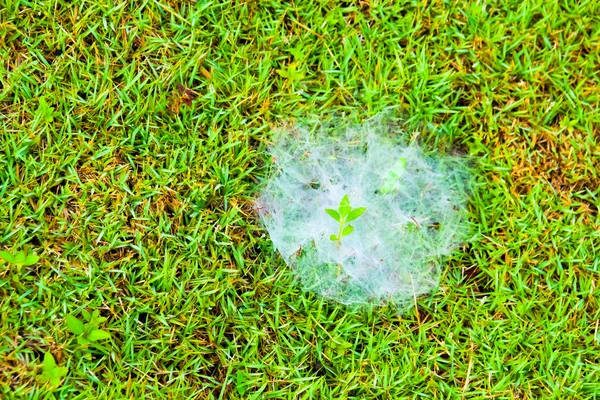 Telaraña, Cobweb rocío matutino en la hierba . —  Fotos de Stock