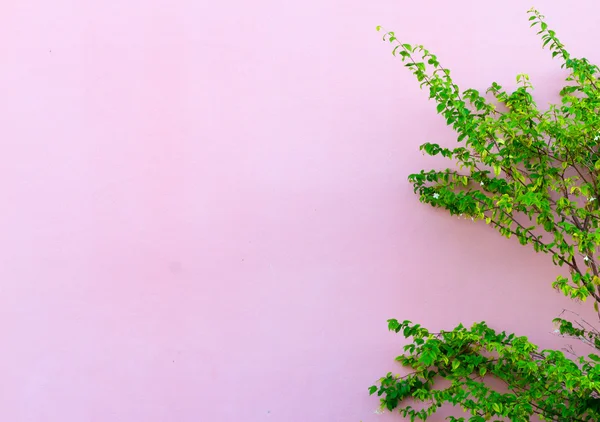 Parede árvore rosa e verde — Fotografia de Stock