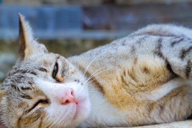 Kedi wink yakın çekim