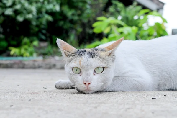 Кіт на бетонній підлозі виглядає серйозно — стокове фото