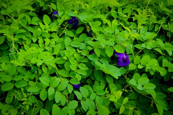 Fiori di pisello con sfondo foglie verdi — Foto Stock