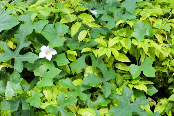 Fiore di melanzane e sfondo foglia verde — Foto Stock