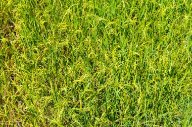 pirinç çeltik alanları: yeşil fide pirinç alan