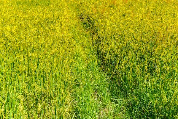 Campos de arroz paddy: campo de arroz de plântulas verdes — Fotografia de Stock