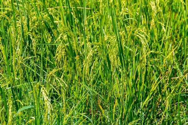 Pirinç çeltik alanları: yeşil fide pirinç alan — Stok fotoğraf