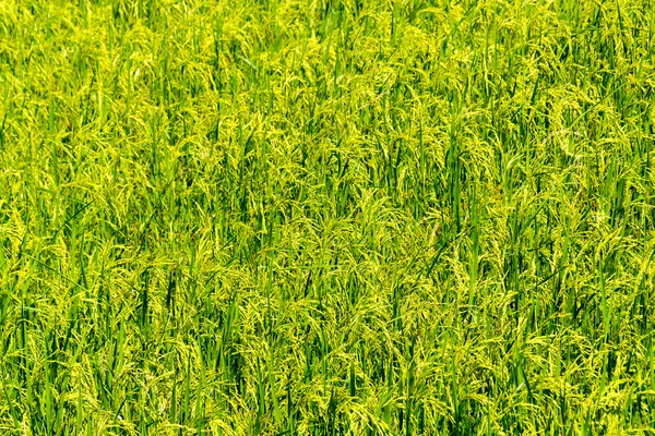 Ryż niełuskany pola: Sadzonka zielony pole ryżu — Zdjęcie stockowe