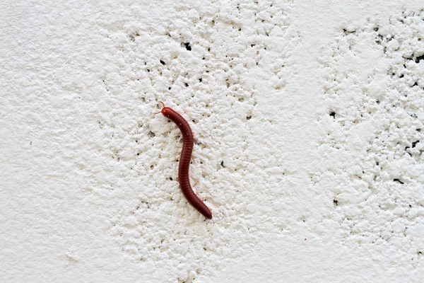 Milipede en la pared —  Fotos de Stock