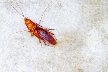 Hamam böceği yapmak seviyorum beton zemin üzerinde