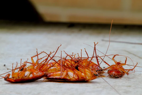 콘크리트 바닥에 바퀴벌레 — 스톡 사진