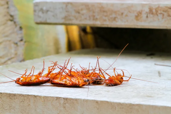 Barata no piso de concreto — Fotografia de Stock