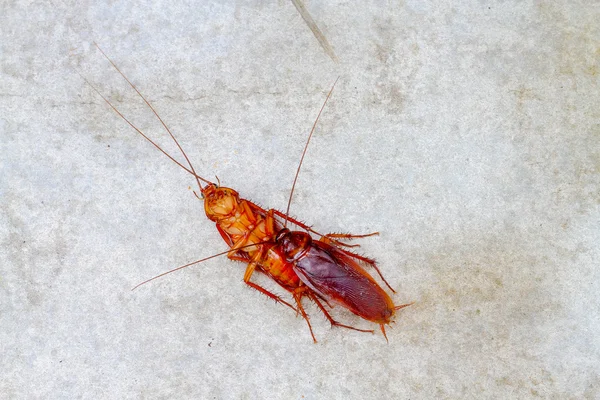 Cockroach make love on concrete floor — Stock Photo, Image