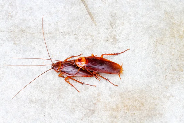Hamam böceği yapmak seviyorum beton zemin üzerinde — Stok fotoğraf