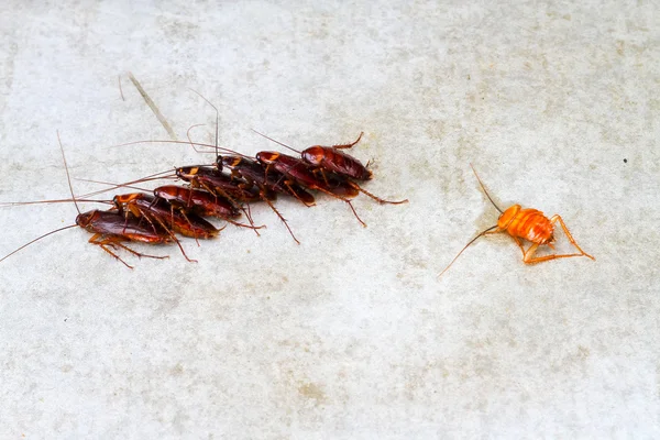 Concepto de relación: amante de las cucarachas en el suelo de hormigón — Foto de Stock