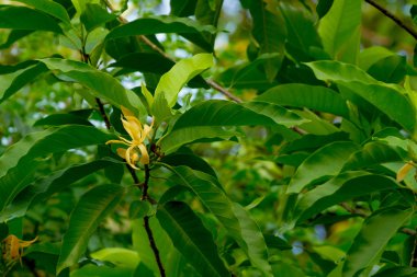 bahçede ağaç (Ylang-Ylang çiçek) parfüm