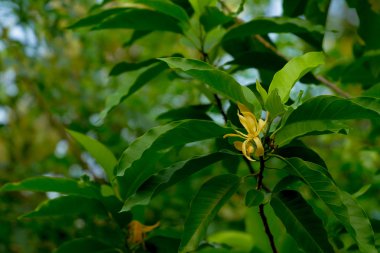bahçede ağaç (Ylang-Ylang çiçek) parfüm