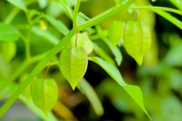 Physalis minimumok fa, medvetalp, Ground Cherry Tree. (Tudományos — Stock Fotó