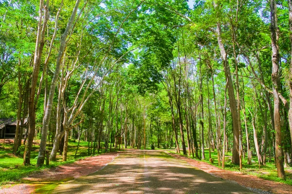 在绿色的森林，竞争的松树阳光呈北东向的树 — 图库照片