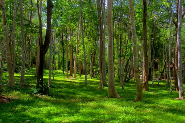 Trees in a green forest,Competition of pine trees To sunlight ne — Stock Photo, Image