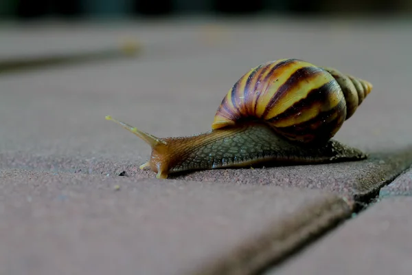 콘크리트 바닥에 걷는 달팽이 — 스톡 사진
