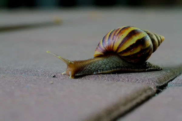 Escargot marchant sur le sol en béton — Photo