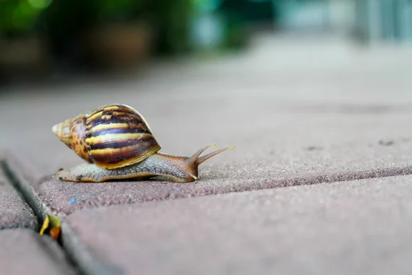 Escargot marchant sur le sol en béton — Photo