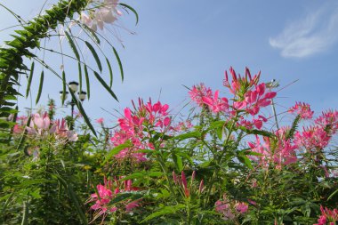 örümcek çiçek, Cleome spinosa L. bahçede