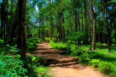 bir yeşil ormandaki çam ağaçlarının güneş ışığı ne için rekabet