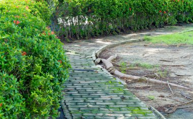 geçit bahçesinde bulunan kırmızı çiçek spike