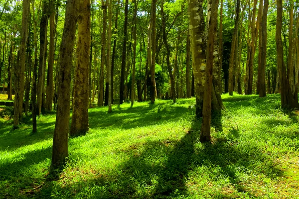 Träd i en grön skog, konkurrensen av pinjeträd till solljus ne — Stockfoto