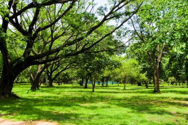 Büyük ağacın doğal park