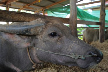 kadar ağır yapılı bir vahşi öküz backswept boynuzlu Buffalo yakın , 