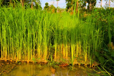 Pirinç fidan, pirinç bitki başlangıcı