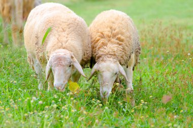 Çiftlikte ot yiyen koyunlar