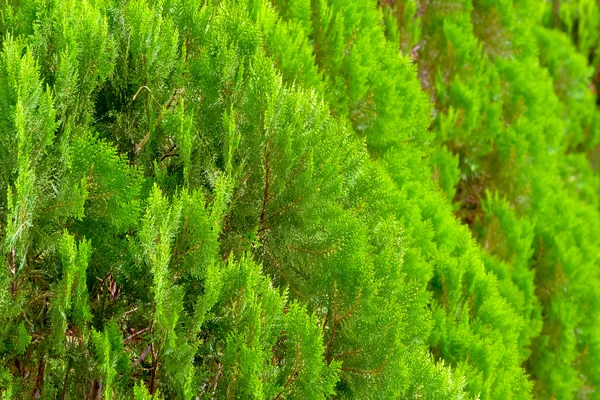 Folhas de pinho foco de seleção de fundo — Fotografia de Stock