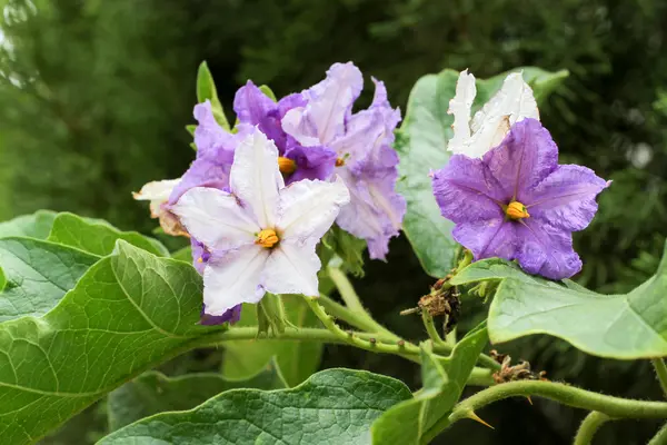 Auberginenblume im Garten aus nächster Nähe — Stockfoto