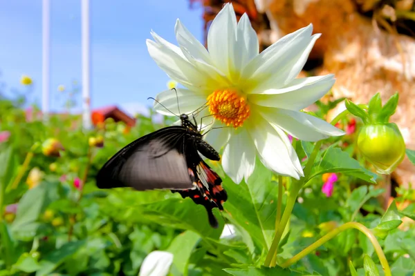 Цветы с бабочкой в саду — стоковое фото