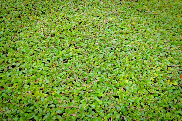 Lasciare sfondo verde in giardino — Foto Stock