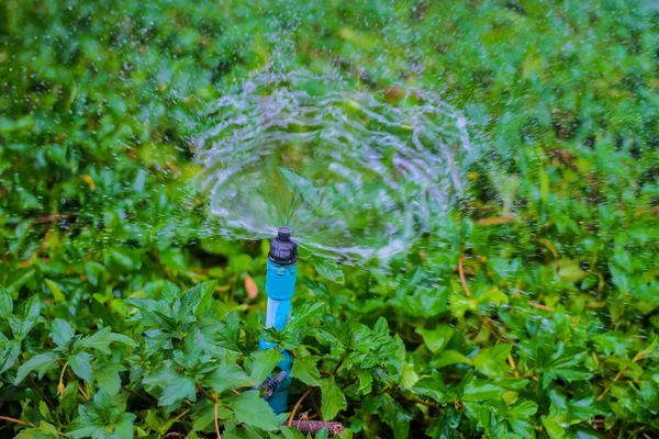 Sprinkler water working in the garden. — Stock Photo, Image