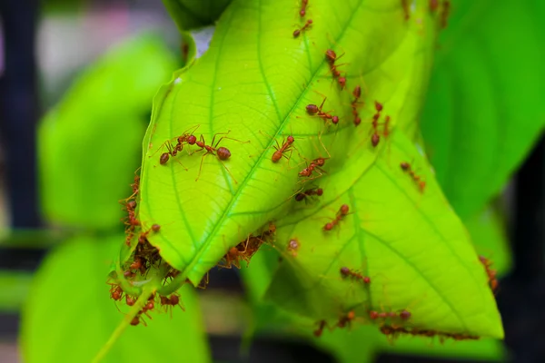 Das Ameisenleben, rote Ameisen, die am Baum nisten — Stockfoto