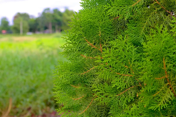 Pine leaves background selection focus — Stock Photo, Image