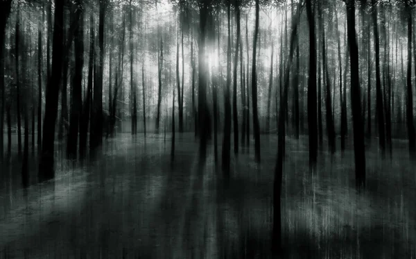 Borrosa foto abstracta de fondo de bosque natural con s brumosa —  Fotos de Stock
