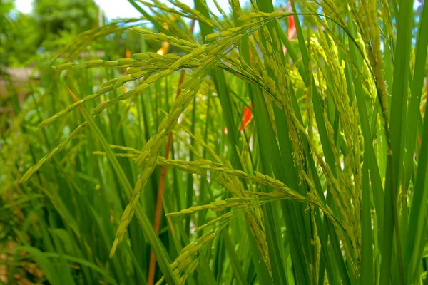 Yeşil pirinç arka plan — Stok fotoğraf