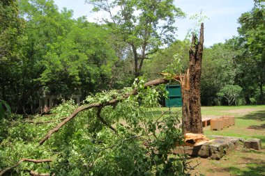 ağaçlar güçlü Rüzgar kırdı, fırtına büyük huş kırdı