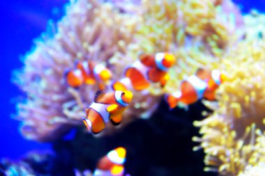 suluboya nemo balık