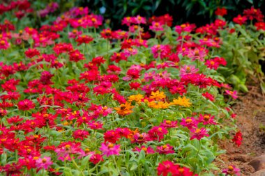 Bahçe arka planda Zinnia violacea süvarileri.