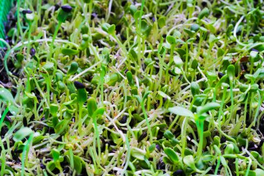 Genç ayçiçeği fide seçimi odak, büyüyen sepetler içinde