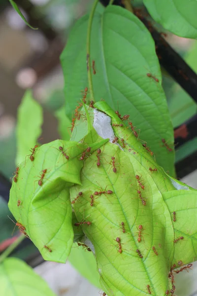 La vida de hormigas, hormigas rojas anidando en el árbol — Foto de Stock