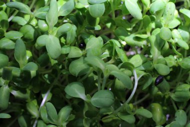 Genç ayçiçeği fide seçimi odak, büyüyen sepetler içinde