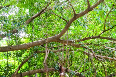 Dal ağaçlar doğal arka plan.